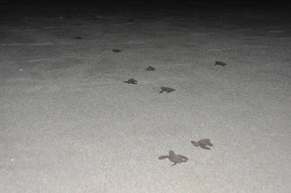 Tartarugas recém nascidas caminham para o mar na Reserva del Flor, em San Juan del Sur, na Nicarágua